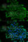 Conserved oligomeric Golgi complex subunit 2 antibody, A6251, ABclonal Technology, Immunofluorescence image 