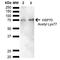 Heat Shock Protein Family A (Hsp70) Member 1A antibody, PA5-77829, Invitrogen Antibodies, Western Blot image 