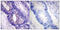 PKACA antibody, 79-792, ProSci, Immunohistochemistry frozen image 