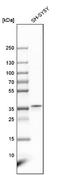 Lipid Droplet Associated Hydrolase antibody, NBP1-82135, Novus Biologicals, Western Blot image 