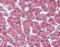 Cysteinyl Leukotriene Receptor 2 antibody, TA340955, Origene, Immunohistochemistry frozen image 