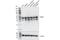 TAR DNA Binding Protein antibody, 89789S, Cell Signaling Technology, Western Blot image 