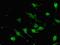 SRY-Box 9 antibody, orb47503, Biorbyt, Immunocytochemistry image 