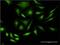 Pre-MRNA Processing Factor 4B antibody, H00008899-M01, Novus Biologicals, Immunofluorescence image 