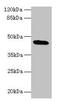 Chromosome 19 Open Reading Frame 47 antibody, CSB-PA003463LA01HU, Cusabio, Western Blot image 