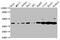 Calcium/calmodulin-dependent protein kinase type 1B antibody, CSB-PA754178LA01HU, Cusabio, Western Blot image 