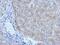 Plasminogen Activator, Tissue Type antibody, GTX103453, GeneTex, Immunohistochemistry paraffin image 