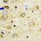 NFU1 iron-sulfur cluster scaffold homolog, mitochondrial antibody, abx141956, Abbexa, Western Blot image 