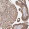UPF3B Regulator Of Nonsense Mediated MRNA Decay antibody, PA5-51652, Invitrogen Antibodies, Immunohistochemistry frozen image 