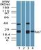 RAB7A, Member RAS Oncogene Family antibody, TA337011, Origene, Western Blot image 