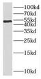 Par-6 Family Cell Polarity Regulator Beta antibody, FNab06147, FineTest, Western Blot image 