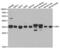 Carbonyl Reductase 1 antibody, abx004169, Abbexa, Western Blot image 