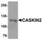 CASK Interacting Protein 2 antibody, PA5-72753, Invitrogen Antibodies, Western Blot image 