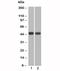 Napsin A Aspartic Peptidase antibody, 33-498, ProSci, Western Blot image 