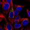 FUT4 antibody, HPA043707, Atlas Antibodies, Immunofluorescence image 