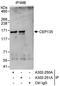 Centrosomal Protein 135 antibody, A302-250A, Bethyl Labs, Immunoprecipitation image 