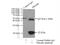 Heat Shock Protein Nuclear Import Factor Hikeshi antibody, 14808-1-AP, Proteintech Group, Immunoprecipitation image 