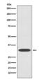 Insulin Like Growth Factor Binding Protein 1 antibody, M00922-1, Boster Biological Technology, Western Blot image 