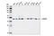 Parvin Alpha antibody, 8190S, Cell Signaling Technology, Western Blot image 