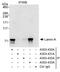 lamin A antibody, A303-432A, Bethyl Labs, Immunoprecipitation image 