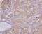 Pumilio homolog 1 antibody, NBP2-75638, Novus Biologicals, Immunohistochemistry paraffin image 