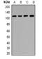 Cyclic Nucleotide Gated Channel Alpha 3 antibody, abx225118, Abbexa, Western Blot image 