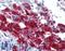 Early Growth Response 2 antibody, LS-B3577, Lifespan Biosciences, Immunohistochemistry frozen image 