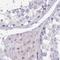Synemin antibody, NBP2-37892, Novus Biologicals, Immunohistochemistry paraffin image 