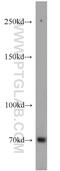 Sorbin and SH3 domain-containing protein 1 antibody, 13854-1-AP, Proteintech Group, Western Blot image 