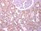 Podocalyxin Like antibody, PA5-28116, Invitrogen Antibodies, Immunohistochemistry frozen image 