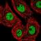 Mediator Complex Subunit 25 antibody, NBP2-55868, Novus Biologicals, Immunofluorescence image 