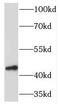 Torsin Family 1 Member A antibody, FNab08876, FineTest, Western Blot image 