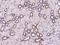 Solute Carrier Family 9 Member A1 antibody, 200954-T08, Sino Biological, Immunohistochemistry frozen image 