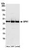 GPN-Loop GTPase 1 antibody, A304-615A, Bethyl Labs, Western Blot image 