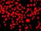 Interferon Related Developmental Regulator 1 antibody, LS-C748375, Lifespan Biosciences, Immunofluorescence image 