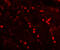 Testis And Ovary Specific PAZ Domain Containing 1 antibody, 7737, ProSci, Immunofluorescence image 