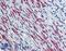 Spastin antibody, LS-B6150, Lifespan Biosciences, Immunohistochemistry frozen image 