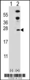 Dual Specificity Phosphatase 14 antibody, 63-480, ProSci, Western Blot image 