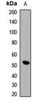 Pabp2 antibody, orb412421, Biorbyt, Western Blot image 