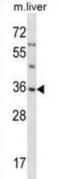 Small glutamine-rich tetratricopeptide repeat-containing protein alpha antibody, abx028542, Abbexa, Western Blot image 
