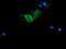 Fetal and adult testis-expressed transcript protein antibody, LS-C174205, Lifespan Biosciences, Immunofluorescence image 
