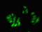 Cullin-4A antibody, LS-C677614, Lifespan Biosciences, Immunofluorescence image 