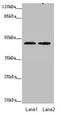 Zinc Finger DHHC-Type Containing 16 antibody, LS-C676732, Lifespan Biosciences, Western Blot image 