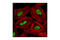 TAR DNA Binding Protein antibody, 3448S, Cell Signaling Technology, Immunocytochemistry image 
