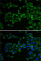 E2F Transcription Factor 6 antibody, 18-784, ProSci, Immunofluorescence image 