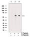 RUNX Family Transcription Factor 2 antibody, GTX00812, GeneTex, Western Blot image 