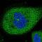 Chromosome 6 Open Reading Frame 62 antibody, PA5-56504, Invitrogen Antibodies, Immunofluorescence image 