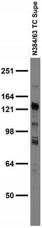 Ras Homolog Family Member T2 antibody, 75-365, Antibodies Incorporated, Western Blot image 