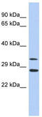 Baculoviral IAP repeat-containing protein 7 antibody, TA330333, Origene, Western Blot image 