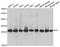 Triosephosphate Isomerase 1 antibody, TA332565, Origene, Western Blot image 